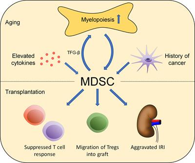 Aging Affects the Role of Myeloid-Derived Suppressor Cells in Alloimmunity